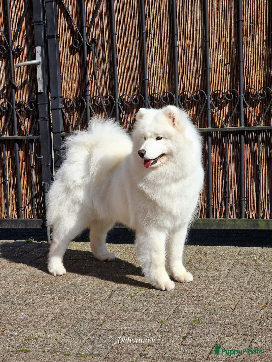 Samojeed honden te koop: Lief Samojeed meisje beschikbaar  - Advertentie 9