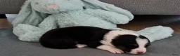 Australian Shepherd honden te koop: Australian Shepherd met stamboom - Advertentie 7