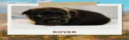 Australian Kelpie honden te koop: Australian Kelpie pups zoeken actieve baasjes - Advertentie 3