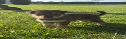 Kruising honden te koop: Pup Eurasiër / Herdermix - Advertentie 13