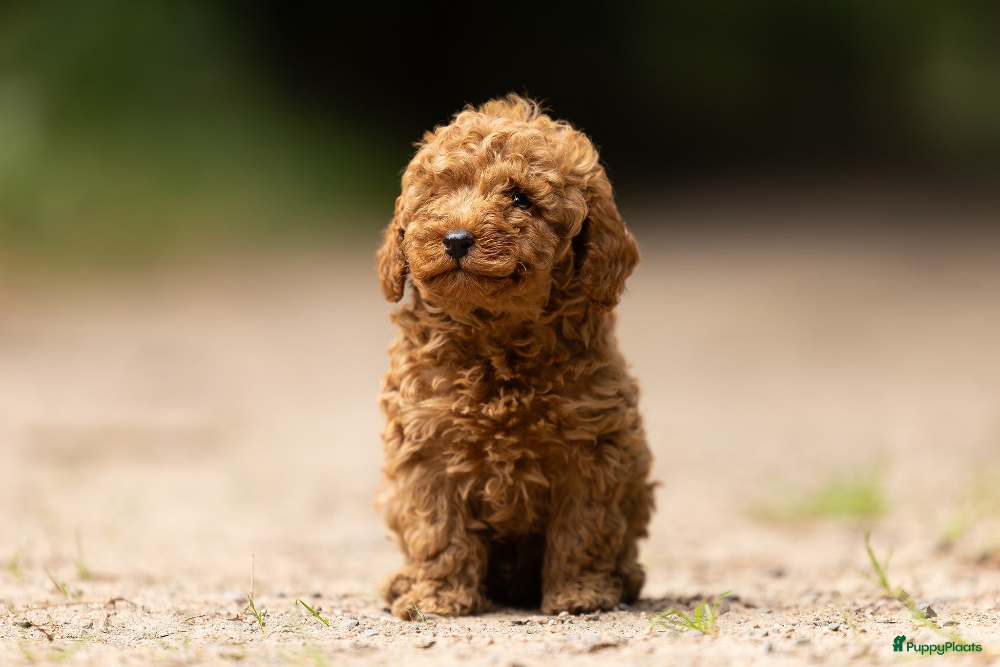 Poedel Toy honden Toy Poedel Pups - Advertentie 1