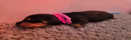 Ruwhaar Teckel honden te koop: Mooie gezonde standaard ruwhaar pups - Advertentie 4