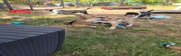 Schotse Herdershond korthaar honden te koop: Schotse herdershond korthaar pups - Advertentie 16
