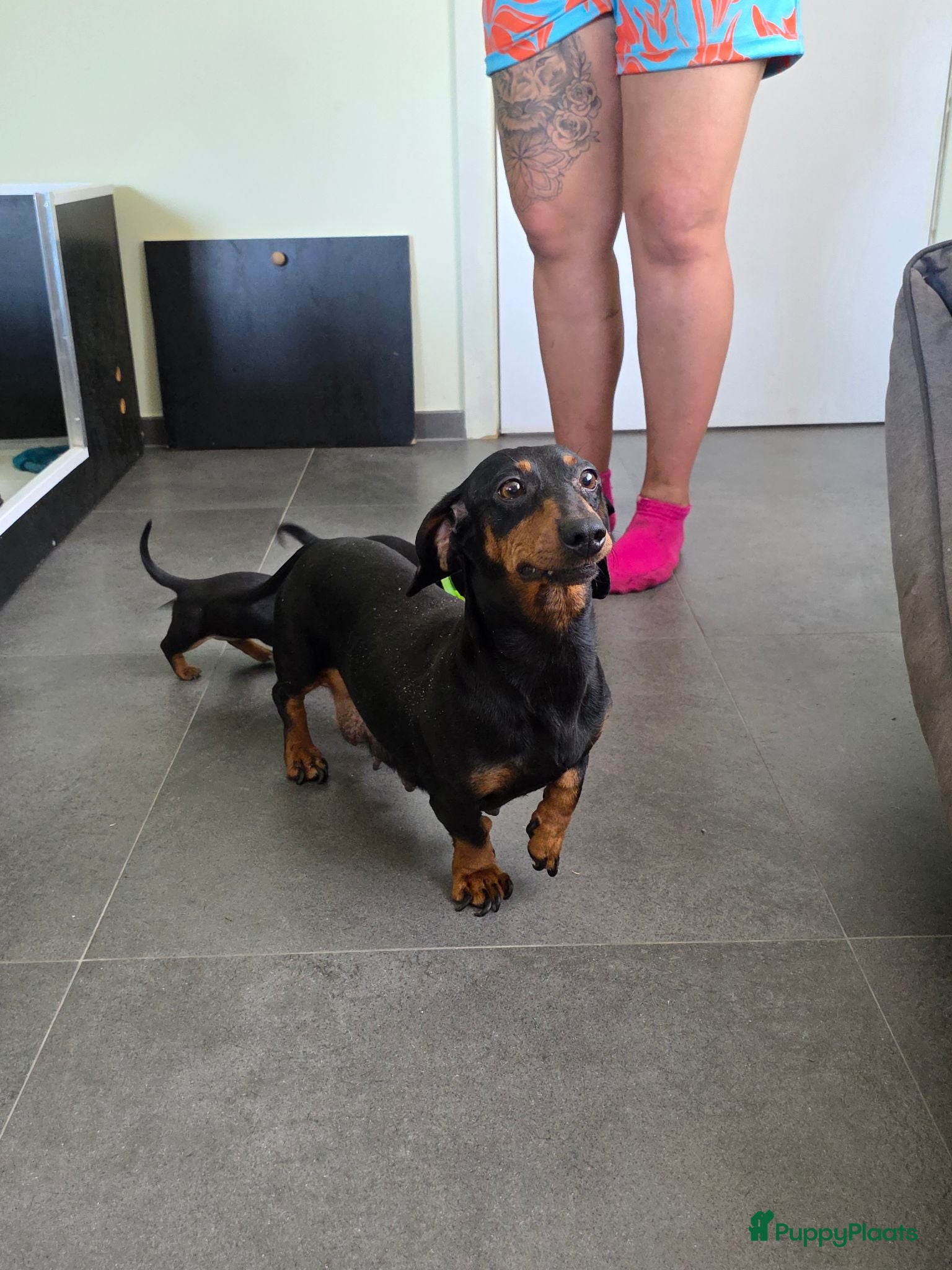 Teckel (korthaar)  honden Kortharige teckel pups - Advertentie 1