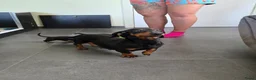 Teckel (korthaar)  honden te koop: Kortharige teckel pups - Advertentie 1