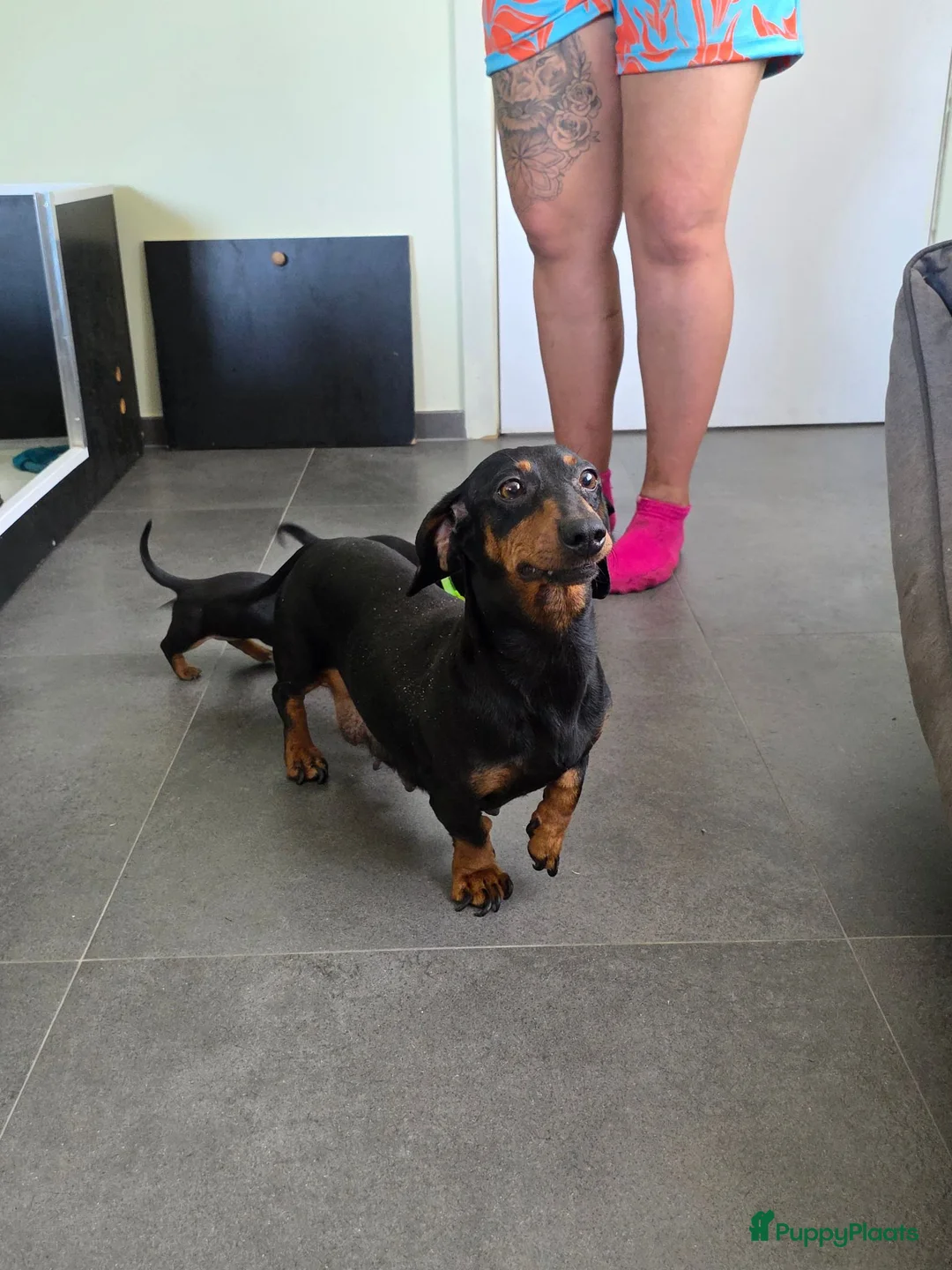 Teckel (korthaar)  honden te koop: Kortharige teckel pups - Advertentie 1