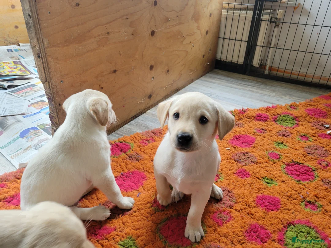 Labrador Retriever honden te koop: Stamboom fieldtrial labrador pups - Advertentie 14