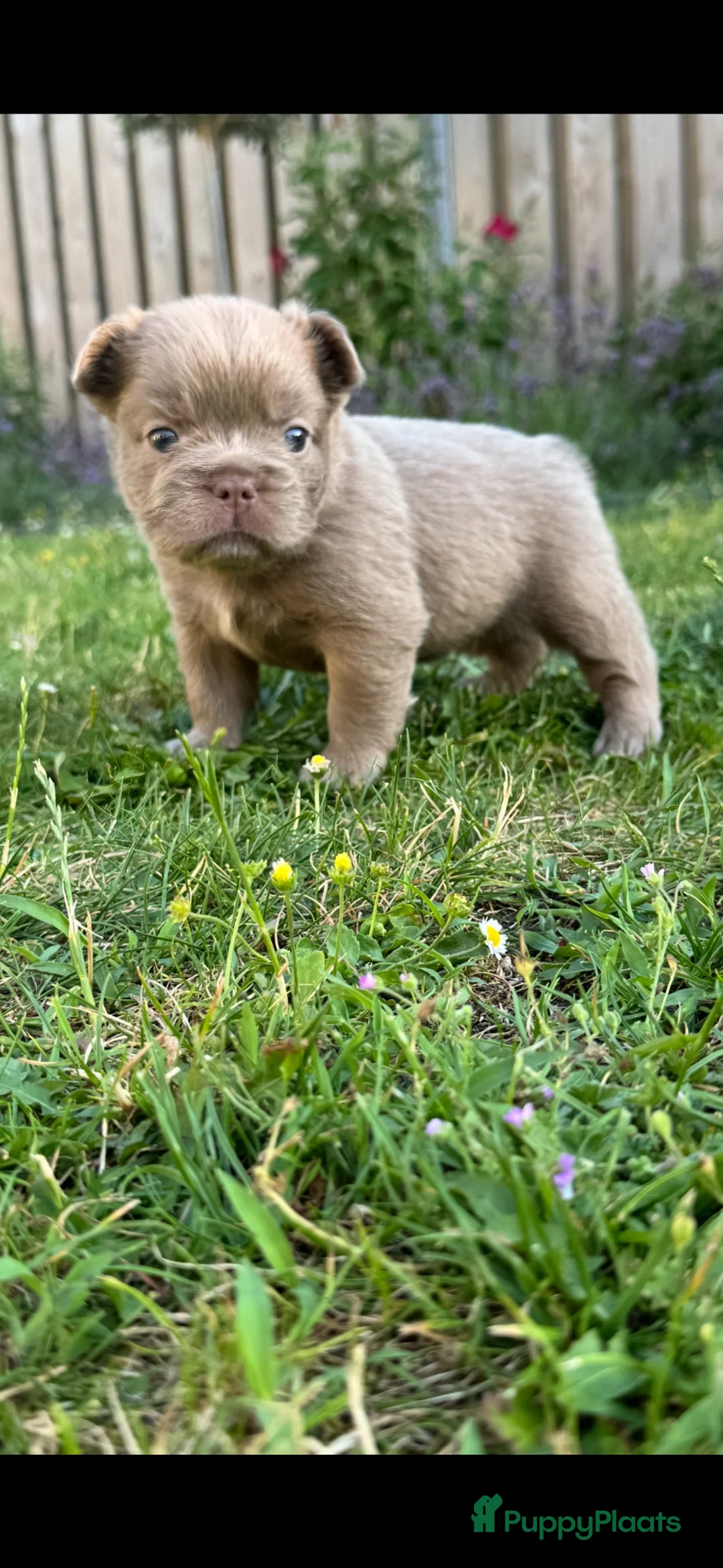 Franse Bulldog honden te koop: Fluffy Franse bulldog fluffy frenchie - Advertentie 14