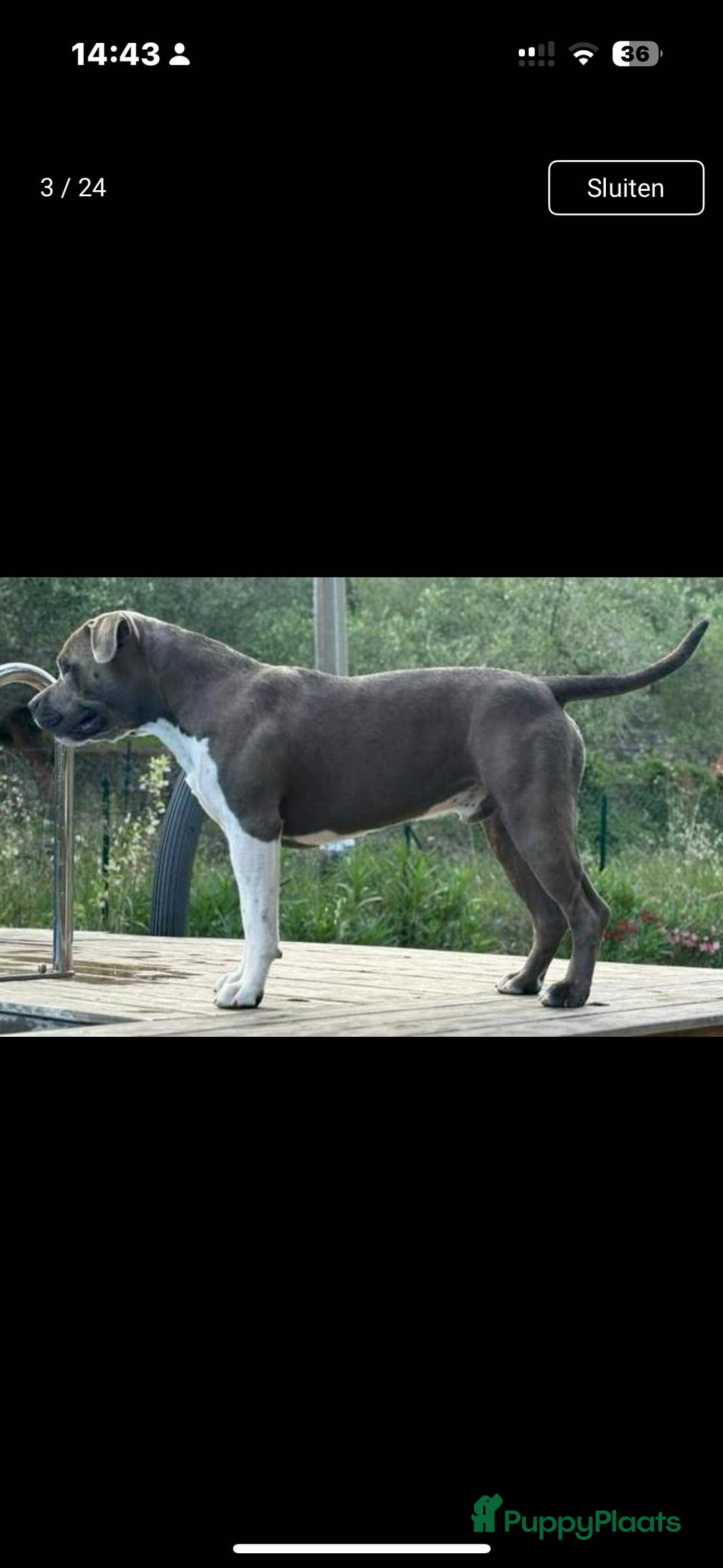 American Staffordshire Terriër honden ter dekking: Unieke Ervaren Amerikaanse Stafford bleu dekreu  in Gemert - Afbeelding 6