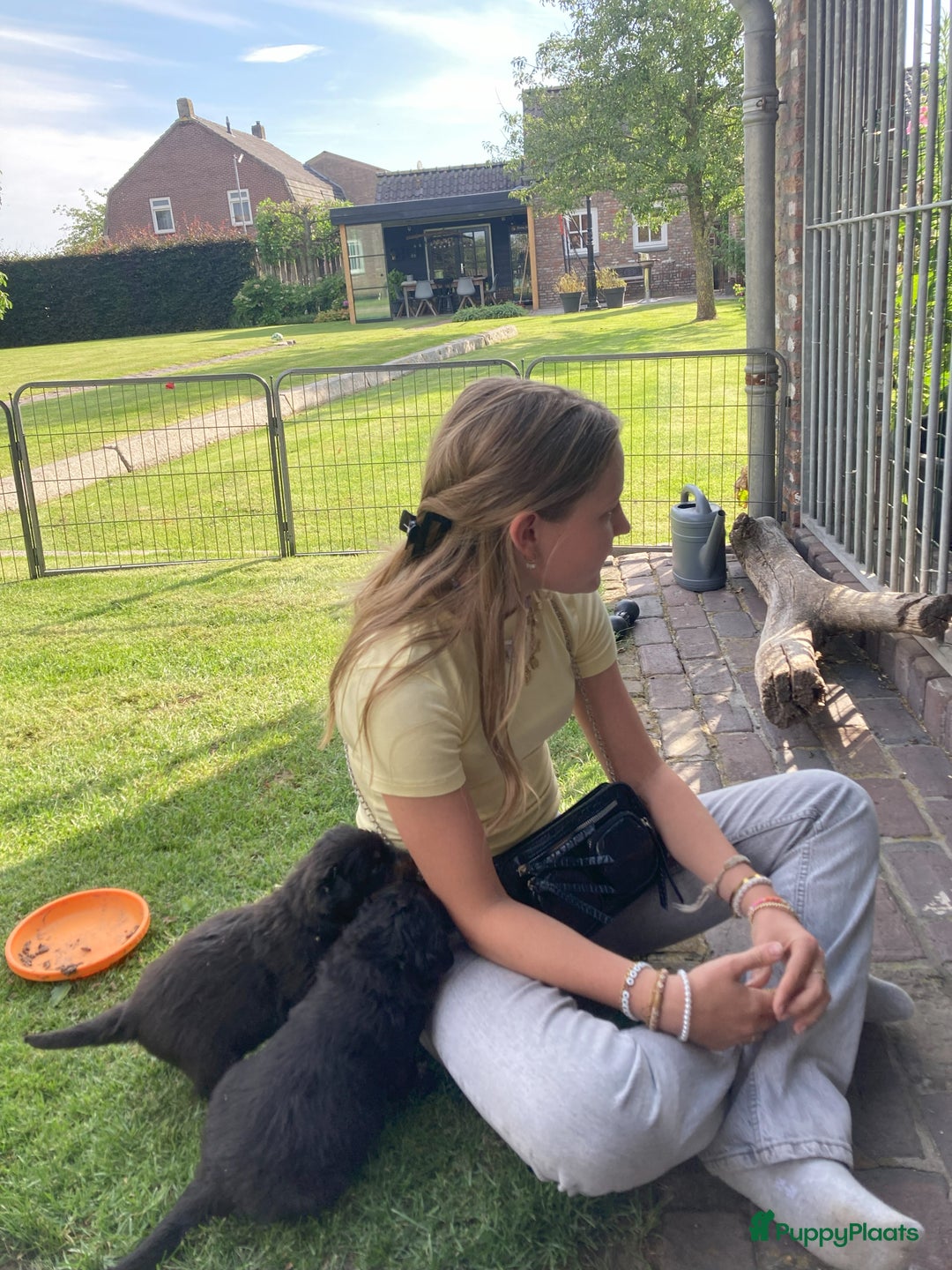 Rottweiler honden te koop: Mooie Rottweiler pups - Afbeelding 22