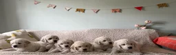 Golden Retriever honden te koop: Golden retriever pups🐶❤️ - Advertentie 4