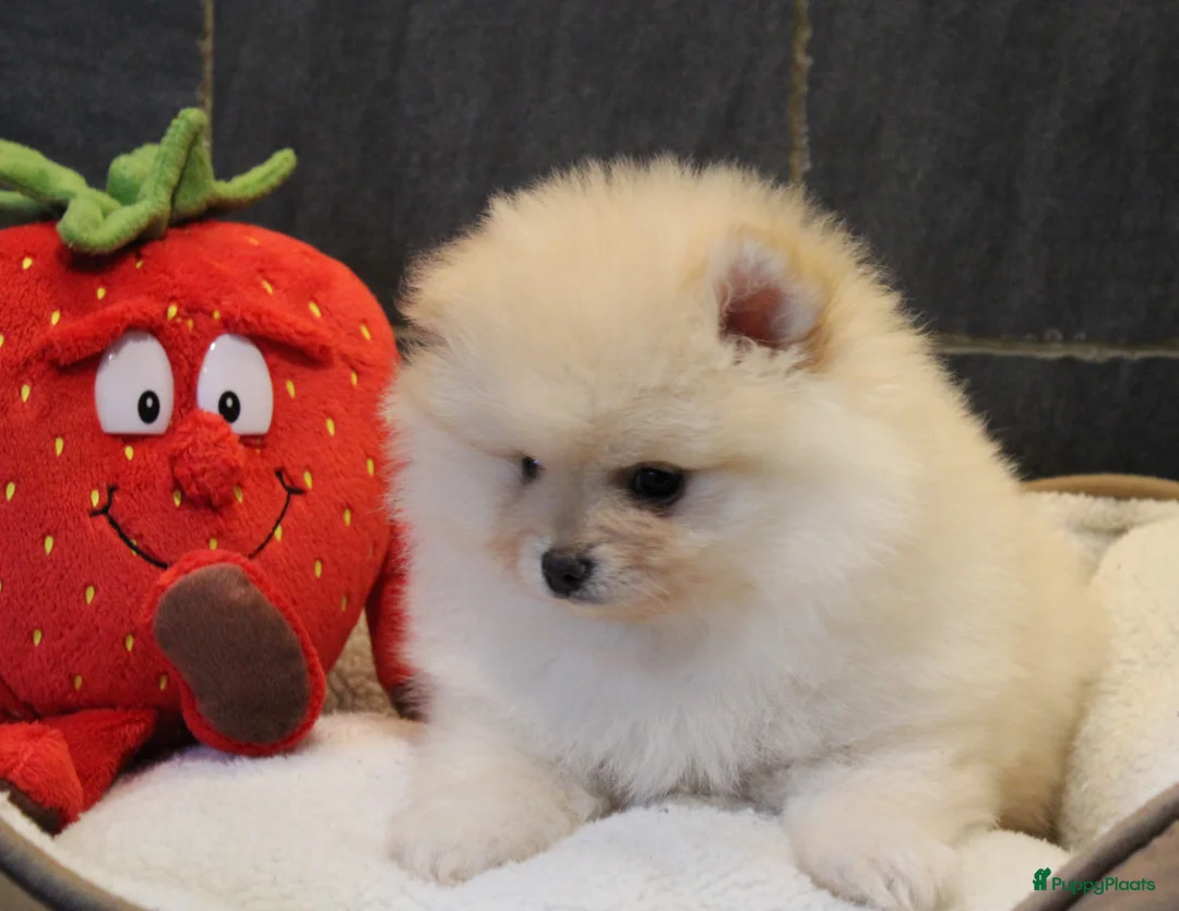 Pomeriaan honden te koop: Pomeriaan pups - Advertentie 6