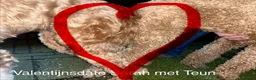 Australian Labradoodle honden te koop: Medium Australian Labradoodle puppy's - Advertentie 18