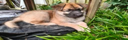 Kruising honden te koop: Zwitserse Witte Herder outcross puppies - Advertentie 6