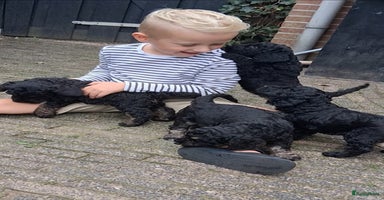 Kruising honden - Advertentie 4
