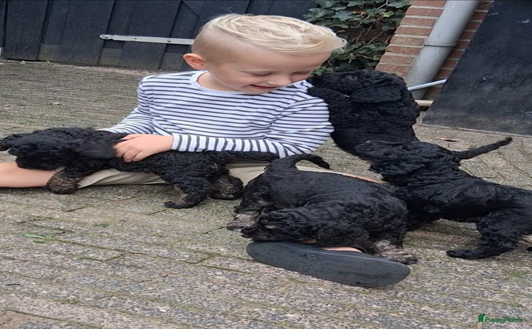 Kruising honden - Advertentie 2