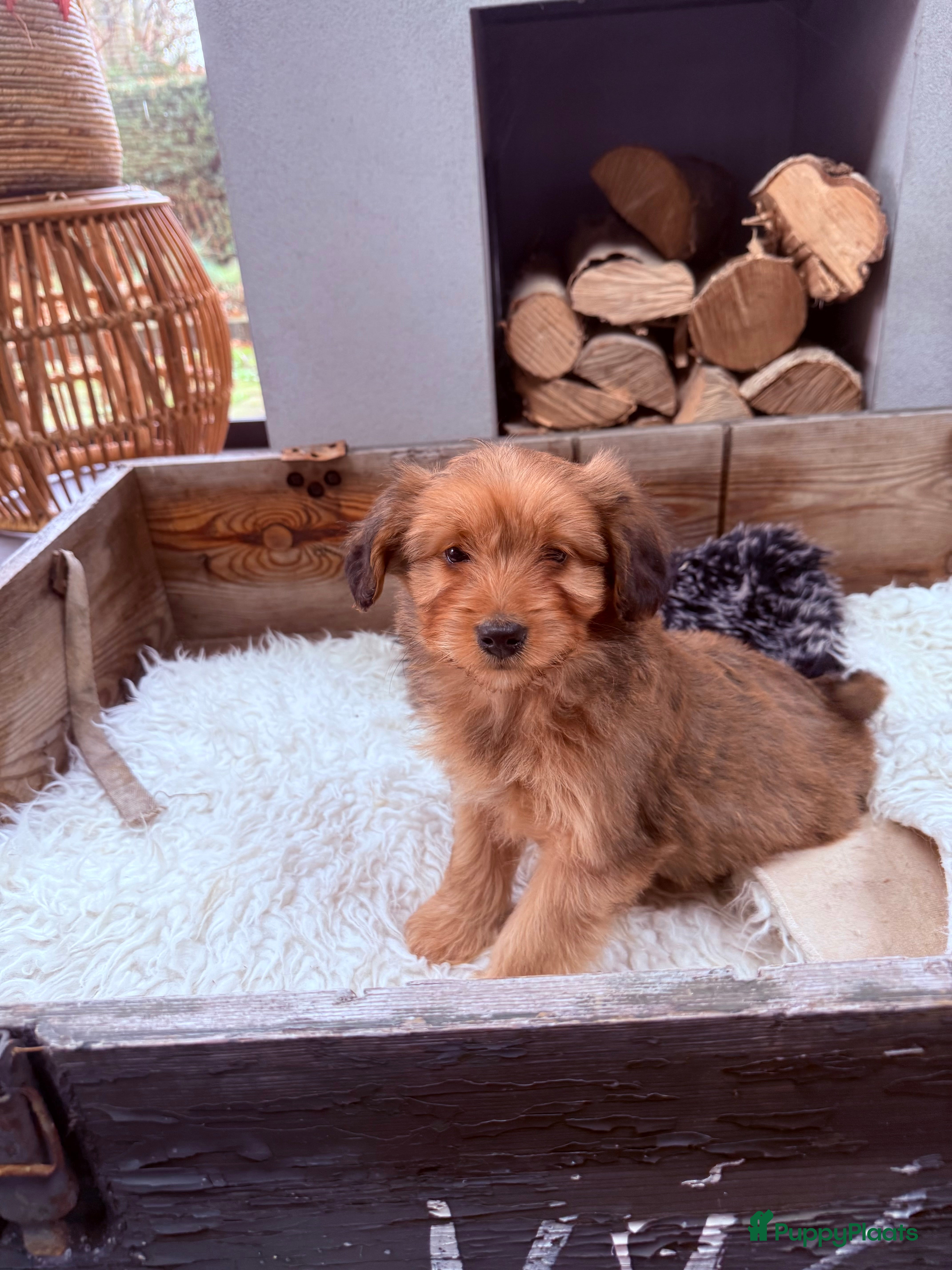 Boomer honden Boompoo - Advertentie 1