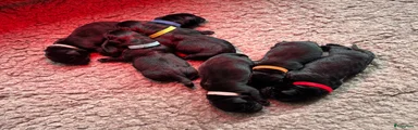 Labrador Retriever 1