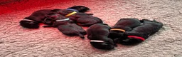 Labrador Retriever honden te koop: Zwarte Labradorpups beschikbaar - Advertentie 12