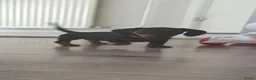 Teckel (korthaar)  honden te koop: Dwergteckel pups. Beide ouders aanwezig.  - Advertentie 3