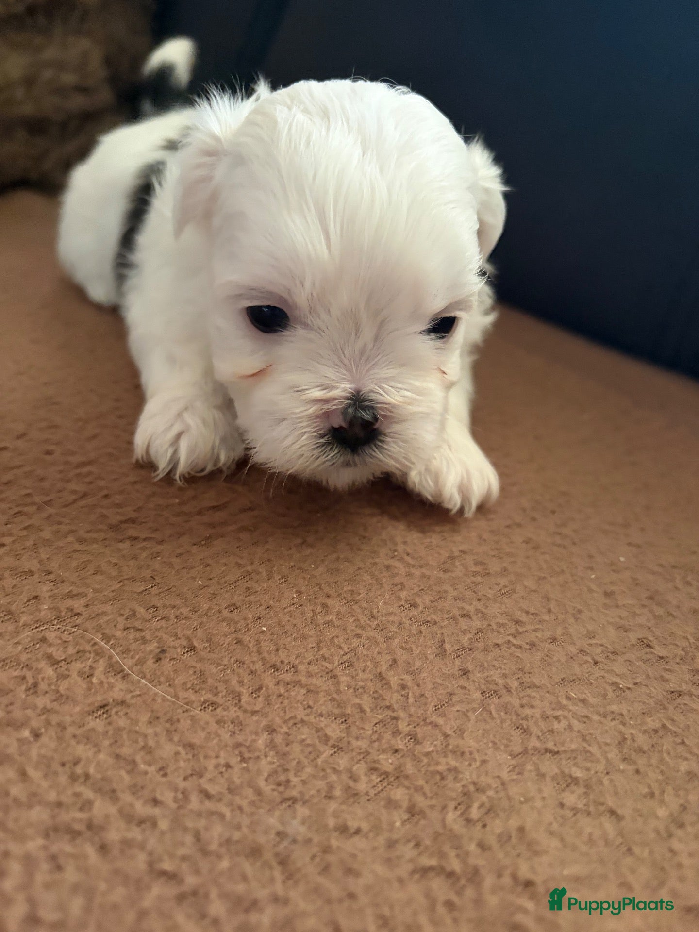 Kruising honden Boomer pups - Advertentie 16