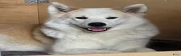 Kruising honden te koop: Alaskan Malamute mix  in Boxtel - Advertentie 6
