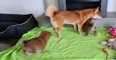 Shiba honden Shiba inu pups met f.c.i stamboom  - Advertentie 16