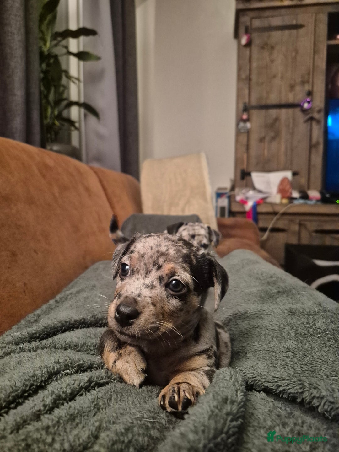 Jack Russel Terriër honden te koop: Merle Jackrussel te koop - Advertentie 14