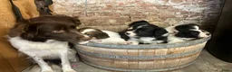 Border Collie honden te koop: Leuke Border Collie pups geboren op zorgboerderij - Advertentie 2