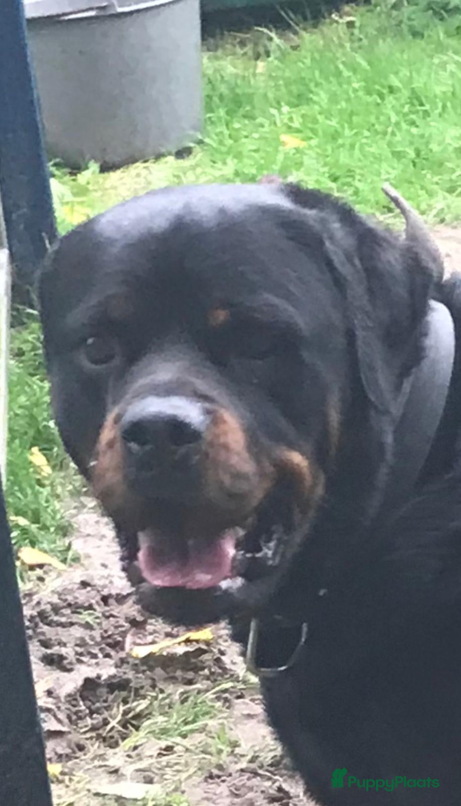 Rottweiler honden Rotweiler pups  - Advertentie 2