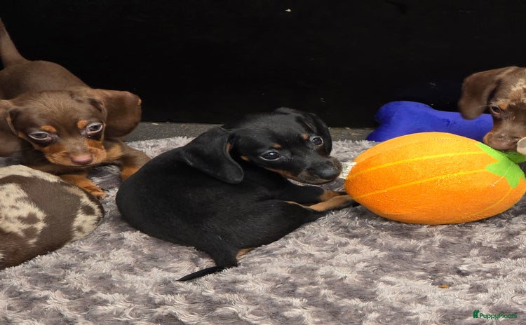 Teckel (korthaar)  honden - Advertentie 2