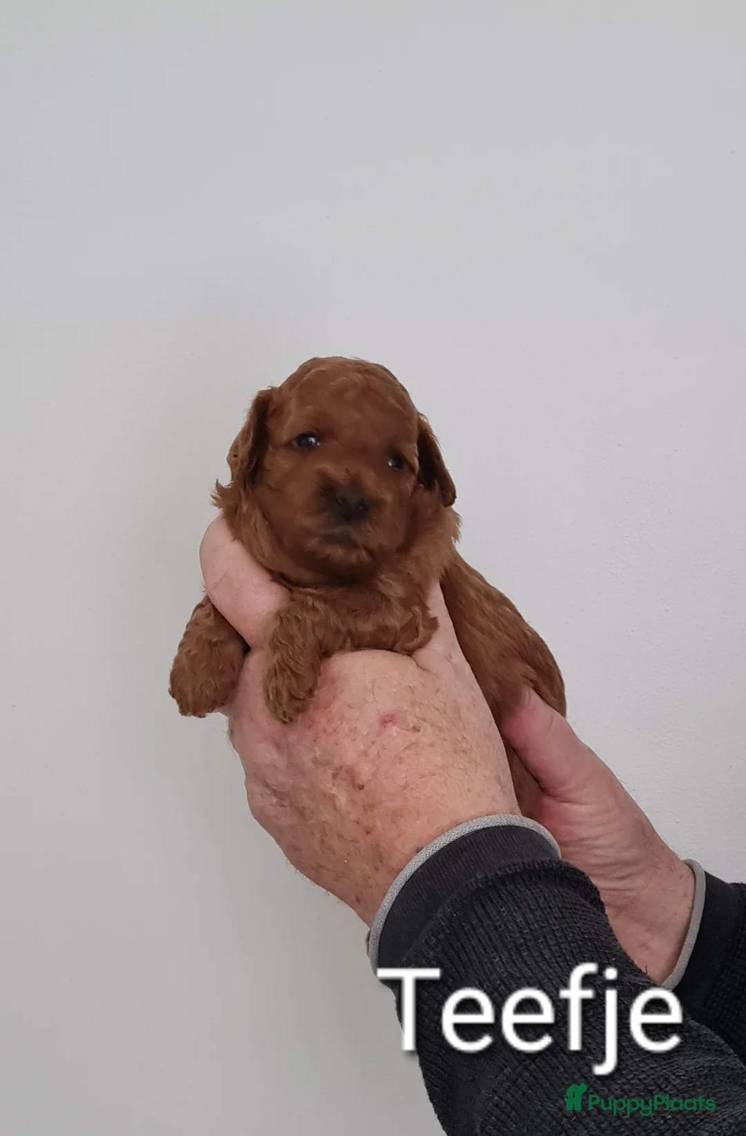 Dwergpoedel honden te koop: Rode dwerpoedels in Helmond - Advertentie 4