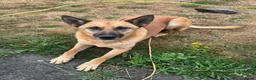 Mechelse Herder honden te koop: Mechelse Herders.Reu en Teef .. 3 jaar - Advertentie 11
