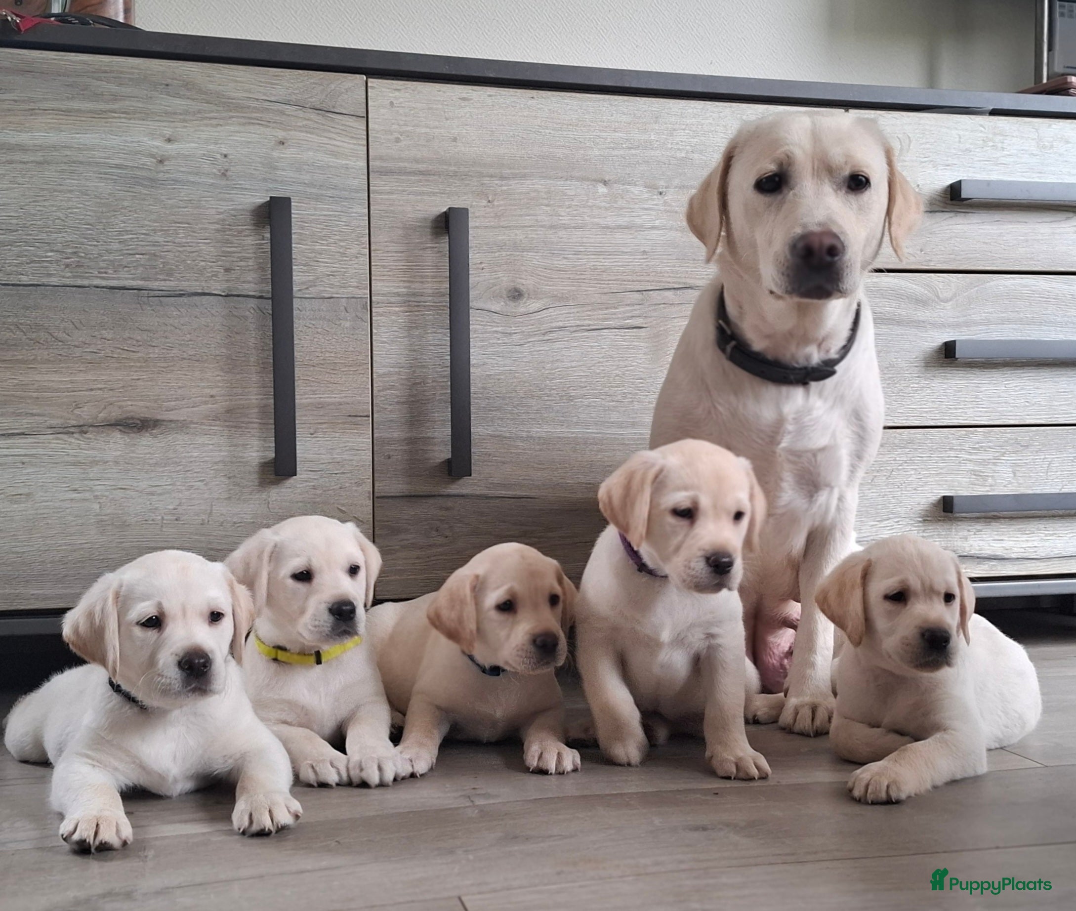 Labrador Retriever honden Blonde labrador puppy's te koop  - Advertentie 1