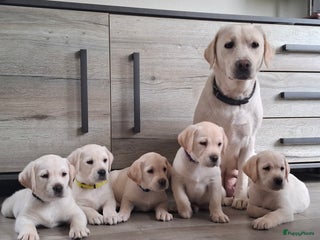 Labrador Retriever honden Blonde labrador puppy's te koop - Advertentie 11