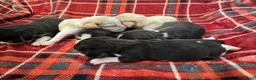Beagle honden te koop: Beaglepups geboren!!! - Advertentie 10