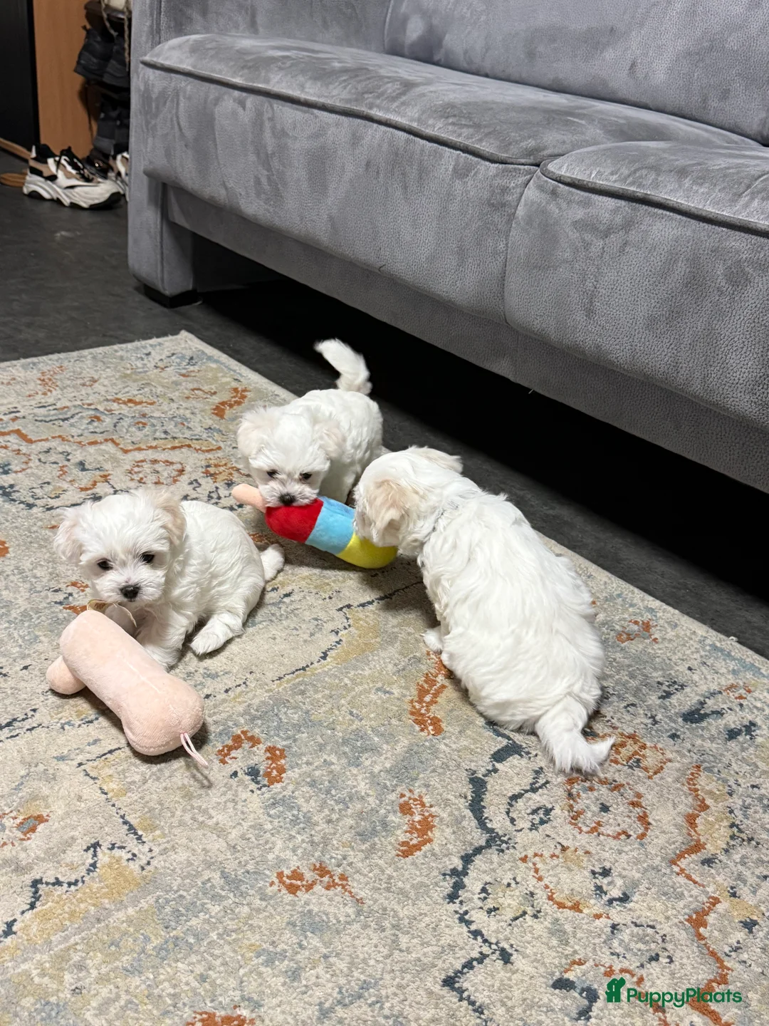 Maltezer honden te koop: Maltezer puppy  - Advertentie 6