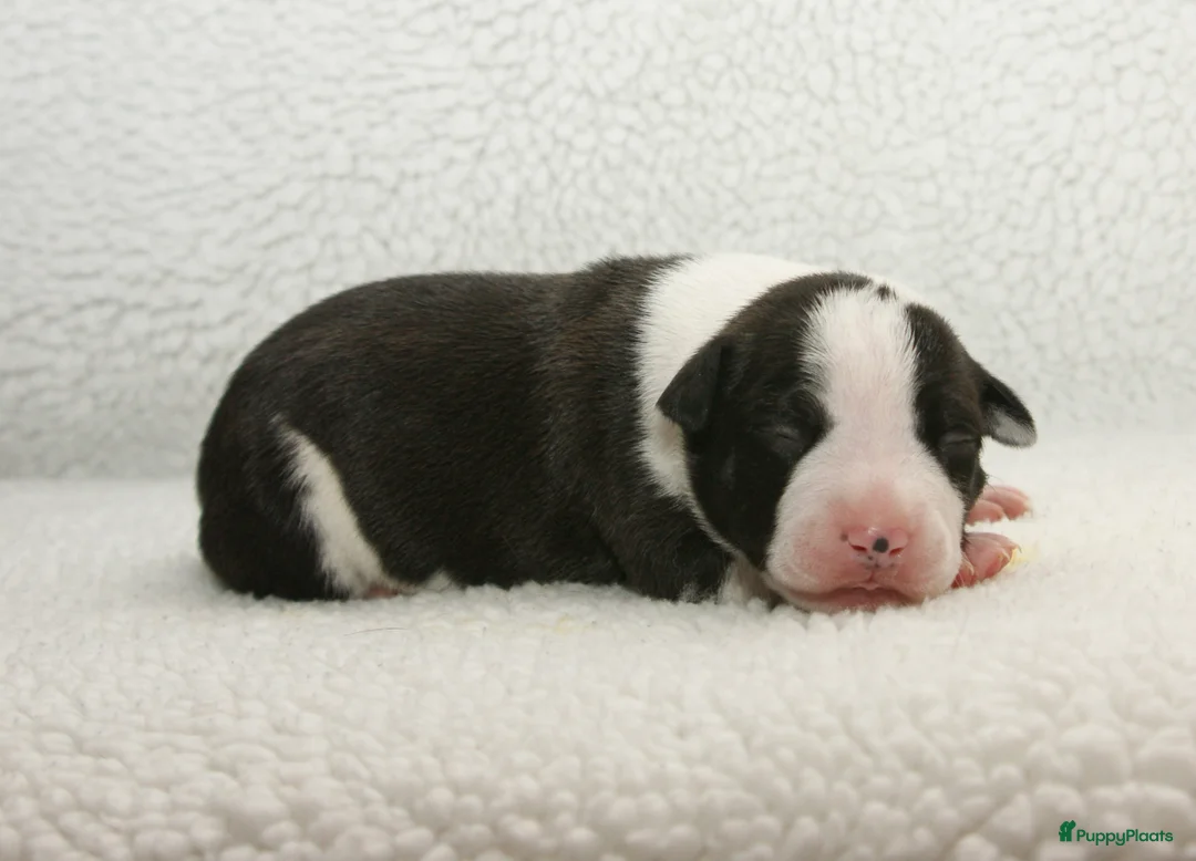 American Staffordshire Terriër honden te koop: Carmichael's nest - Advertentie 5