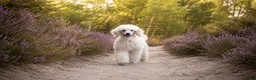 Poedel honden ter dekking: Grote poedel dekreu  - Advertentie 15