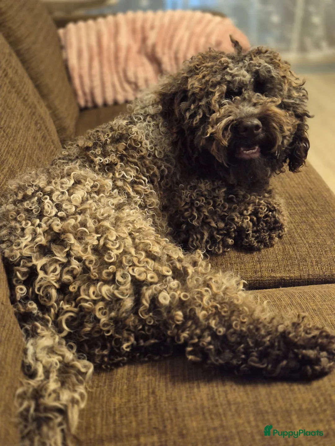 Lagotto Romagnolo honden te koop: Italiaanse waterhond Lagotto Romagnolo - Advertentie 15