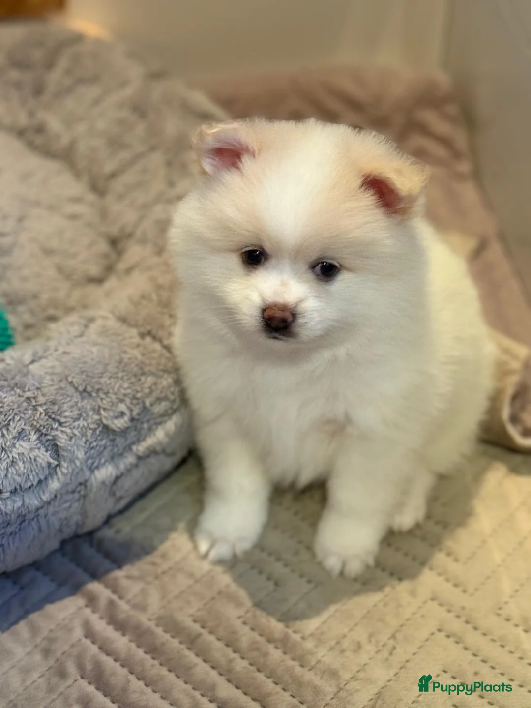 Kruising honden te koop: Teddy dog mini Chow Chow  - Advertentie 19