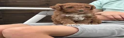 Australian Labradoodle honden te koop: Prachtige Australian labradoodle pups  - Advertentie 5