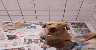 Labrador Retriever honden - Advertentie 3
