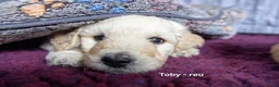 Labradoodle honden te koop: Prachtige labradoodle pups beschikbaar  - Advertentie 4