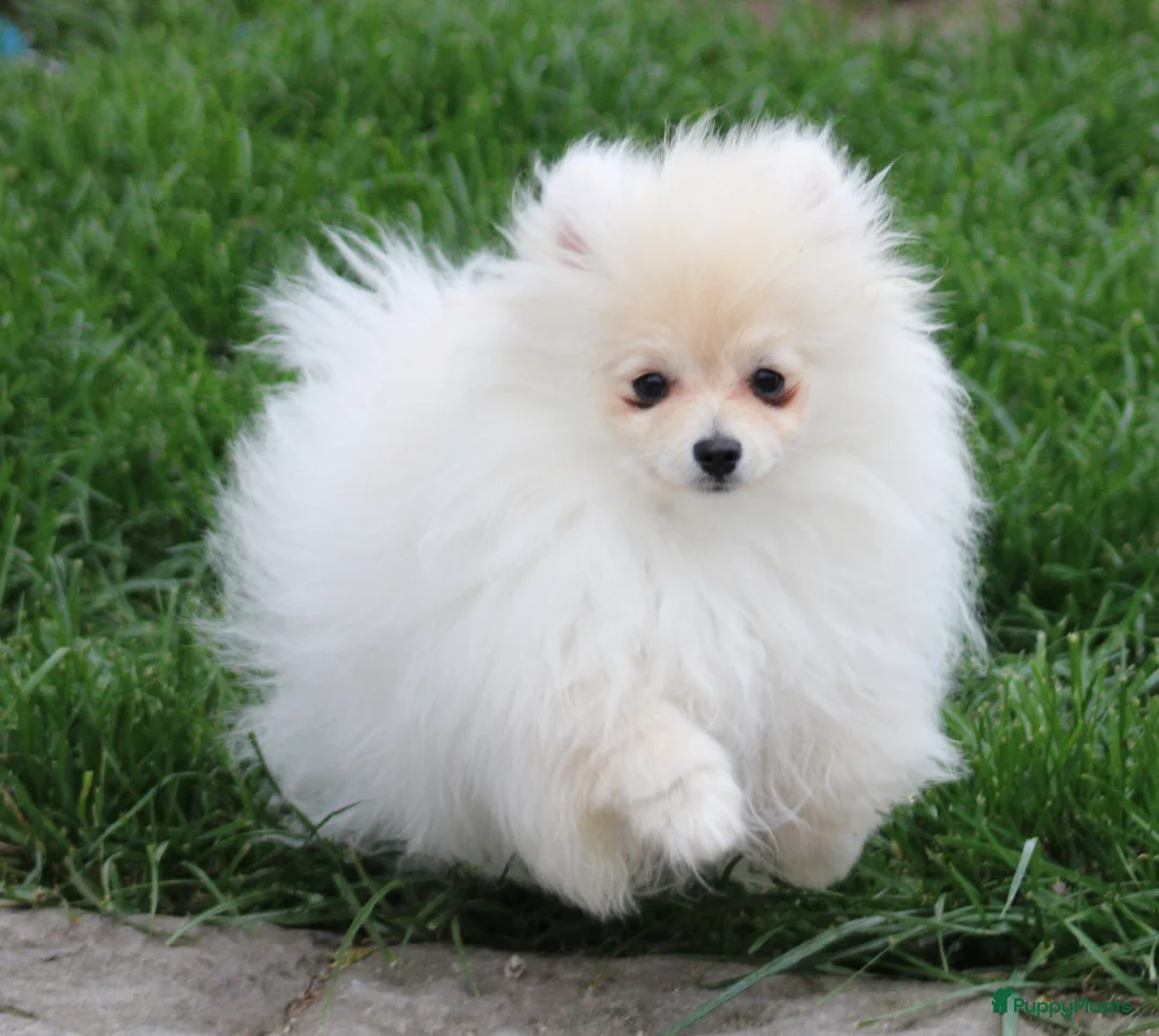 Pomeriaan honden te koop: Pomeriaan pup - Advertentie 1