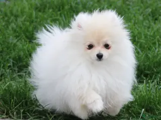 Pomeriaan honden te koop: Pomeriaan pup - Advertentie 3