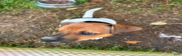Jack Russel Terriër honden te koop: Nog 2 mooie Jack Russel Pups - Advertentie 3