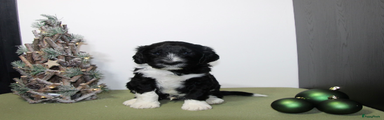 Barbet Puppy 9