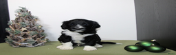 Barbet honden te koop: Barbet pups - Advertentie 9