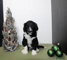 Barbet Puppy 9